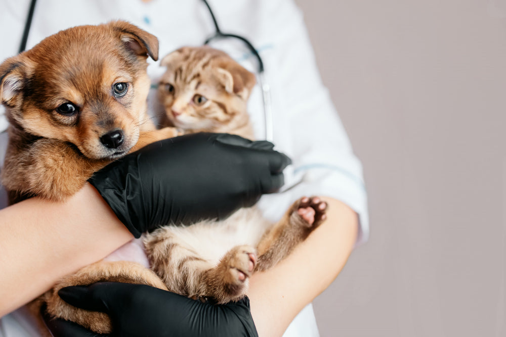 A Comprehensive Guide to Feeding Your Pet for Optimal Health